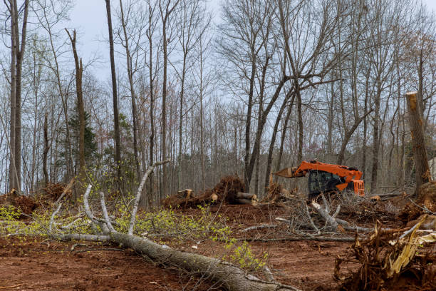 How Our Tree Care Process Works  in  Downingtown, PA