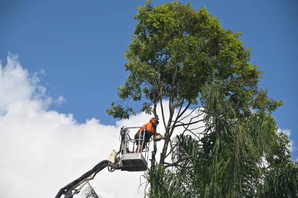 Trusted Downingtown, PA Tree Services Experts